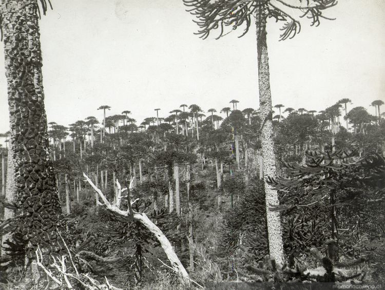 Bosque de araucarias, mediados del siglo XX