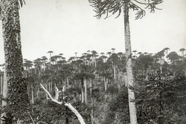 Bosque de araucarias, mediados del siglo XX