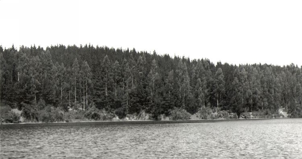 Plantación de pino insigne en Laguna San Pedro, Concepción, fines del siglo XX