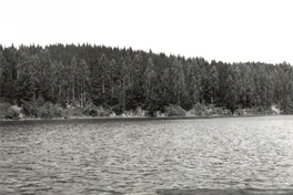Plantación de pino insigne en Laguna San Pedro, Concepción, fines del siglo XX