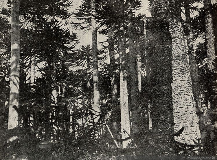Bosques de araucarias en las reservas forestales de Malleco, ca. 1913