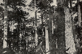 Bosques de araucarias en las reservas forestales de Malleco, ca. 1913