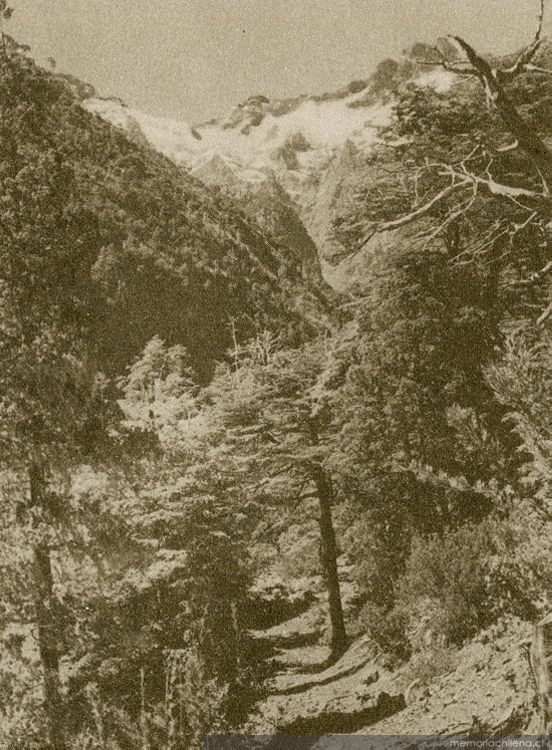 Un sendero pehuenche, hacia 1950