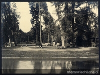 Llamas pastando a orillas de la laguna del Parque Cousiño, 1906