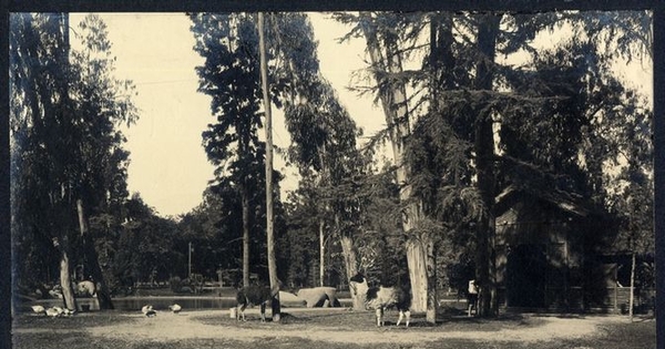 Llamas pastando a orillas de la laguna del Parque Cousiño, 1906