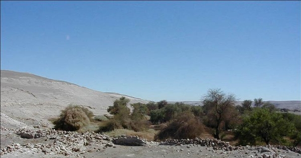 Aldea La Capilla, Oasis de Quillagua