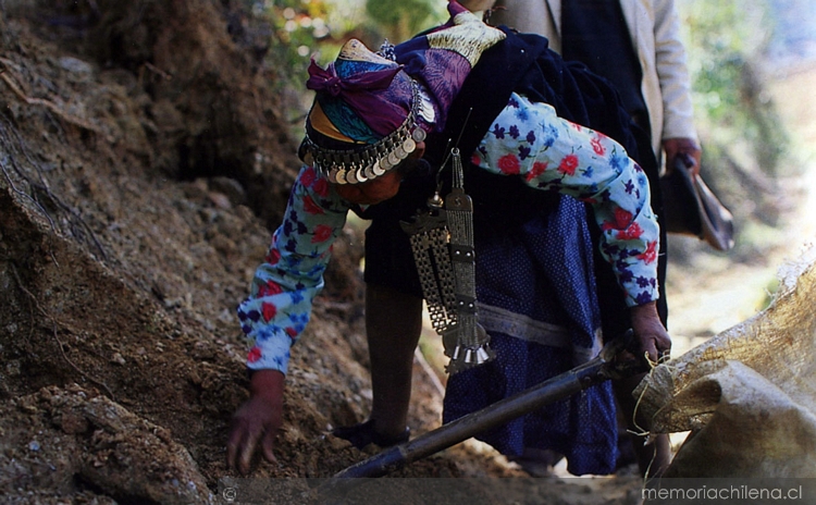 Mujer mapuche recolectando hongos y hierbas medicinales