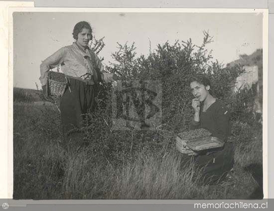 Dos niñas recolectando moras