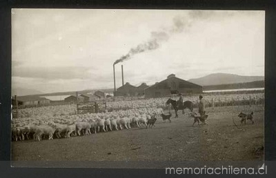 Arreo de piño de ovejas, Magallanes, ca. 1945