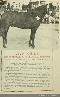 Viva Chile: Junior Champion, raza caballar chilena, exposición Parque cerrillos, 1963