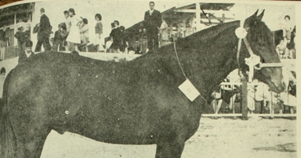Viva Chile: Junior Champion, raza caballar chilena, exposición Parque cerrillos, 1963