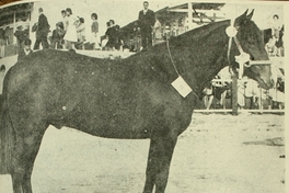 Viva Chile: Junior Champion, raza caballar chilena, exposición Parque cerrillos, 1963