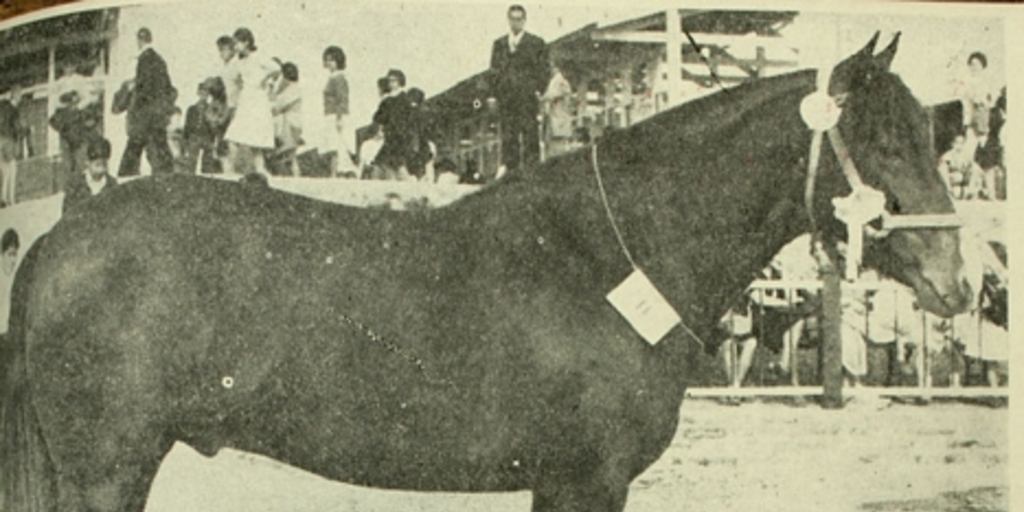 Viva Chile: Junior Champion, raza caballar chilena, exposición Parque cerrillos, 1963