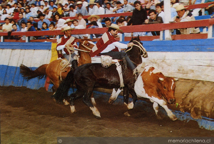 Dos caballos "atajan" un novillo