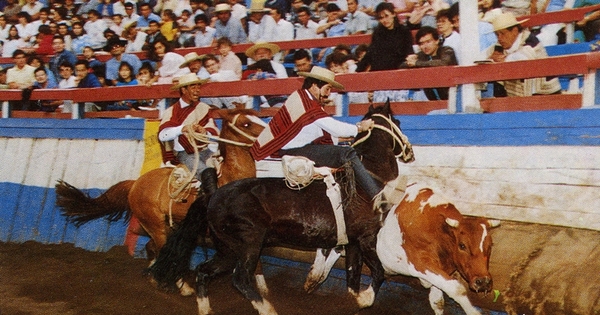 Dos caballos "atajan" un novillo