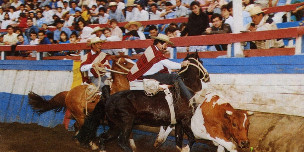 Dos caballos "atajan" un novillo