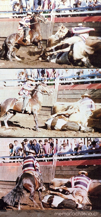 Caída de caballo sobre un novillo