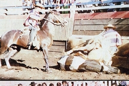 Caída de caballo sobre un novillo