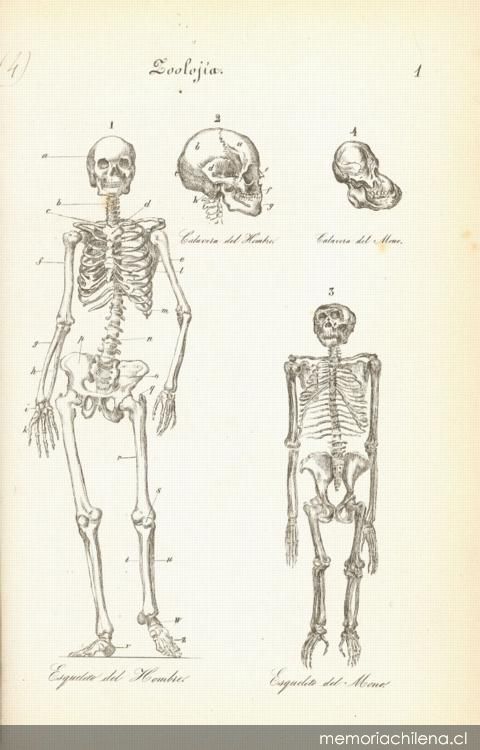 Zoología, botánica, geología