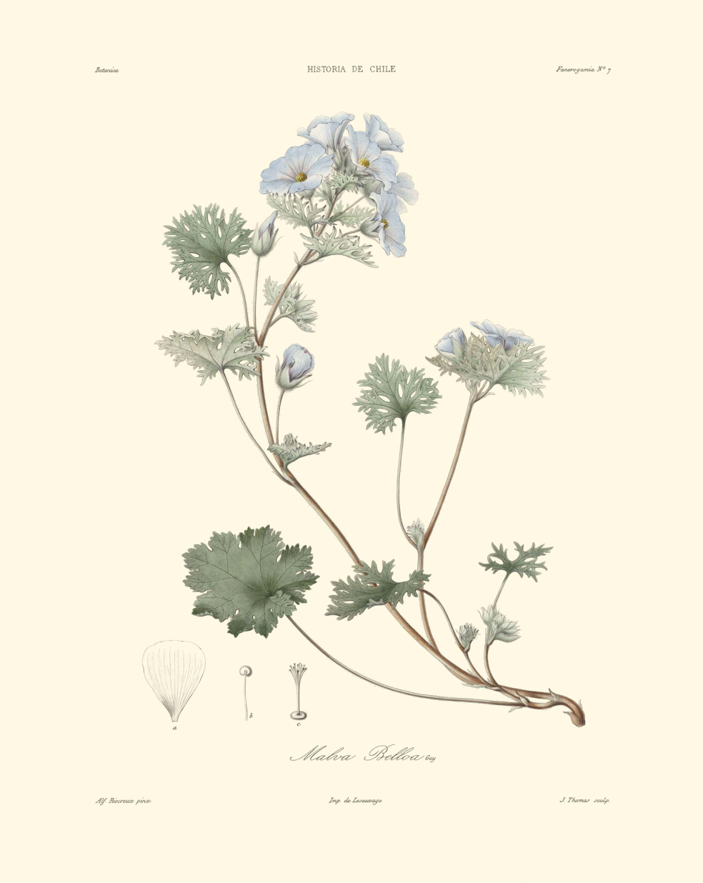 Malva belloa