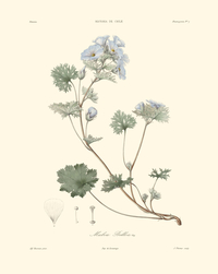 Malva belloa