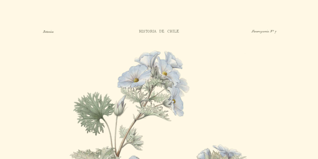 Malva belloa