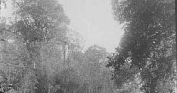 Bosques de Puerto Montt, 1906