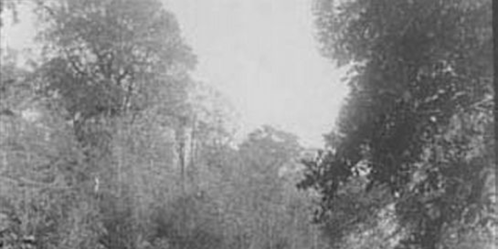 Bosques de Puerto Montt, 1906