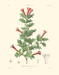 Desfontainea spinosa