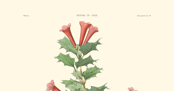 Desfontainea spinosa