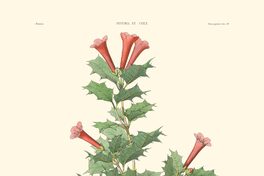 Desfontainea spinosa