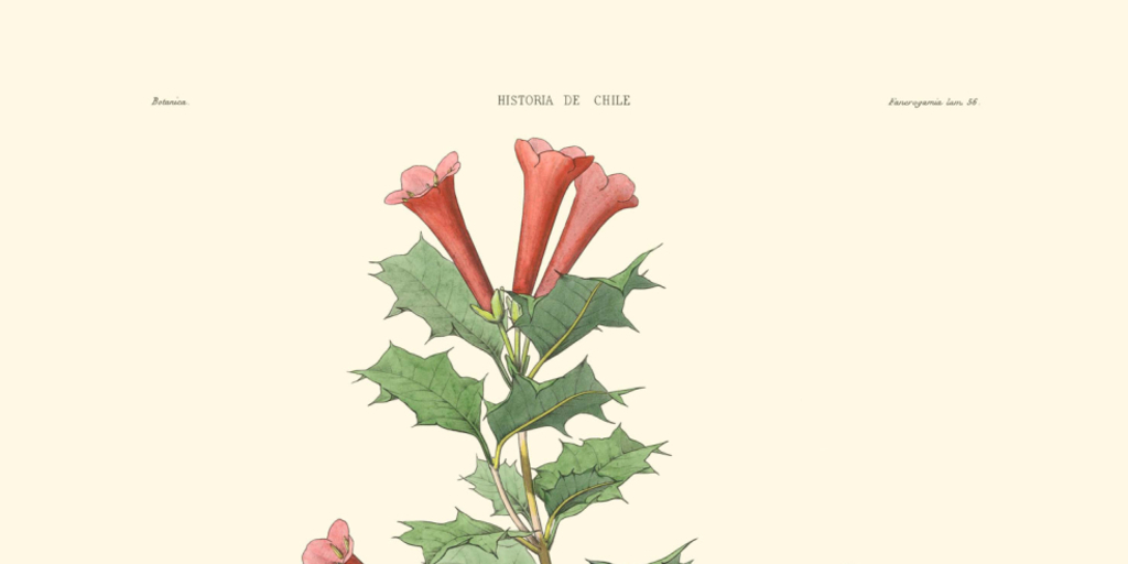 Desfontainea spinosa