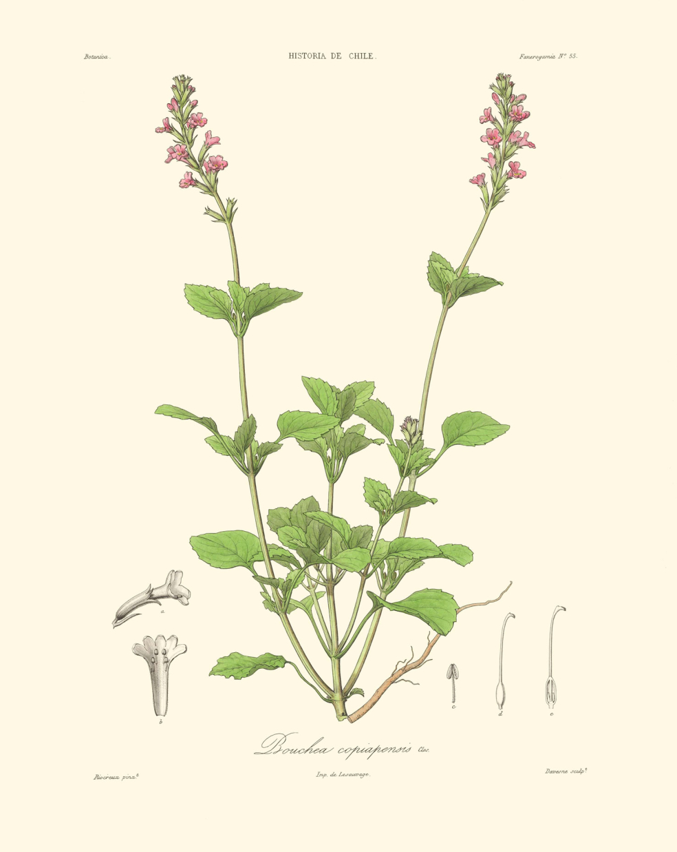 Bouchea copiapensis