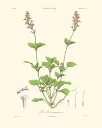 Bouchea copiapensis