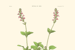Bouchea copiapensis