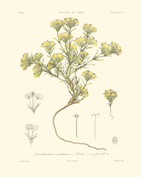 Crusckshanksia montiana - Crucks