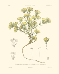 Planta Cruckshanksia montiana