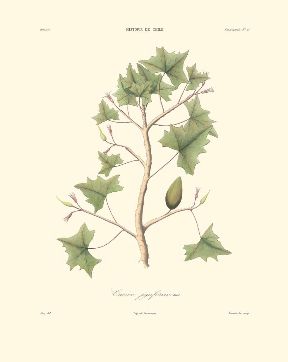 Carica pyriformis?