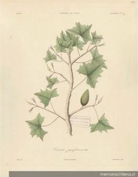 Planta Carica pyriformis