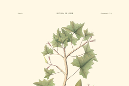 Carica pyriformis?