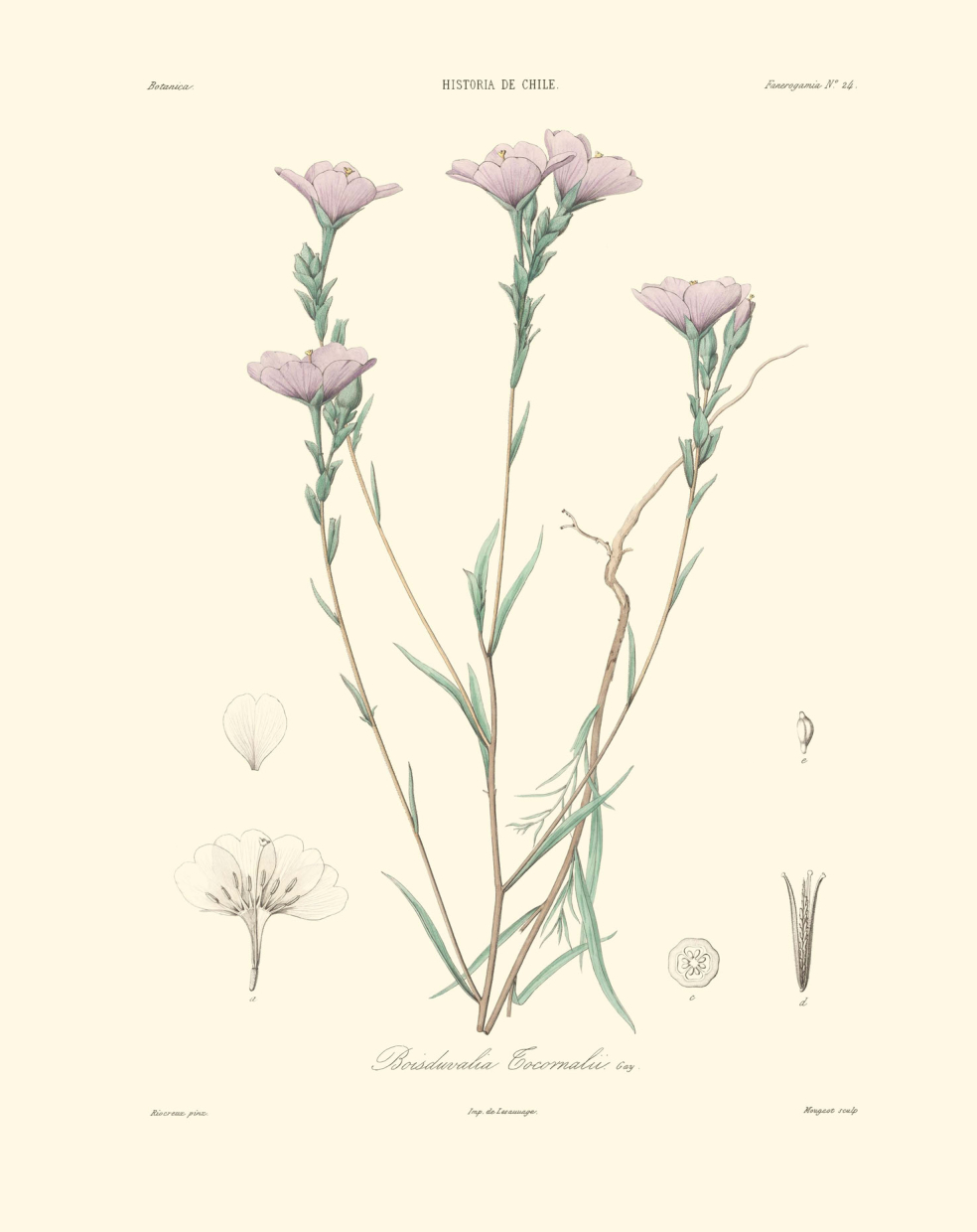 Boisduvalia tocornalii