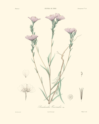 Boisduvalia tocornalii