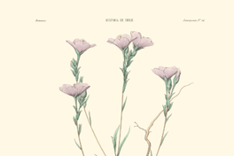Boisduvalia tocornalii
