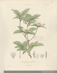 Planta Eucryphia pinnatifolia