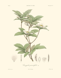 Eucryphia pinnatifolia