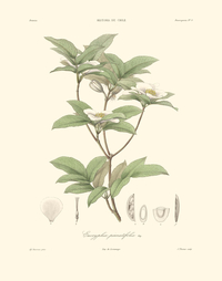 Planta Eucryphia pinnatifolia