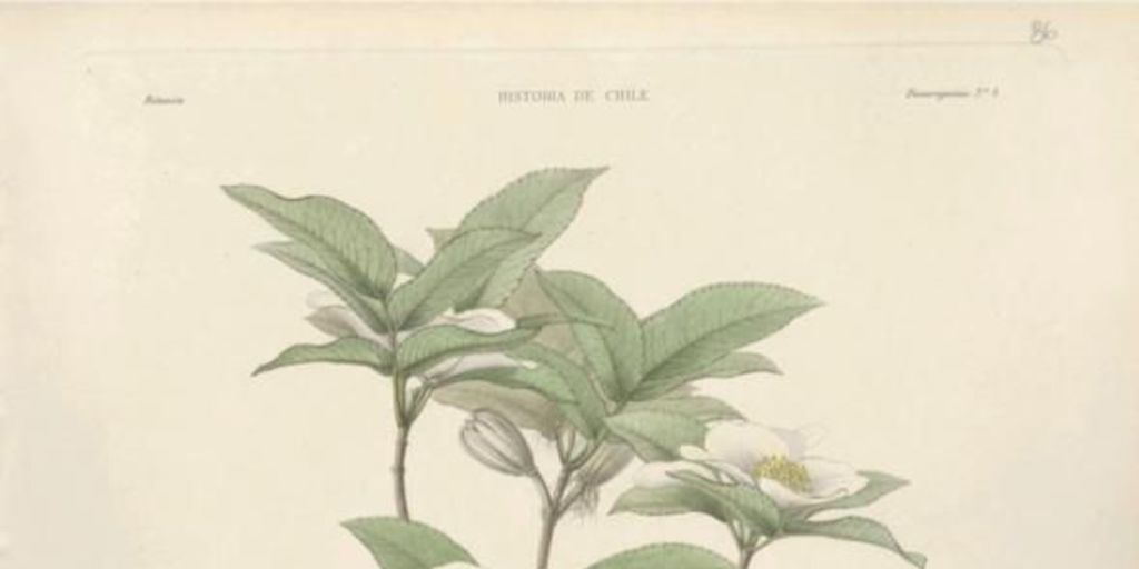 Planta Eucryphia pinnatifolia