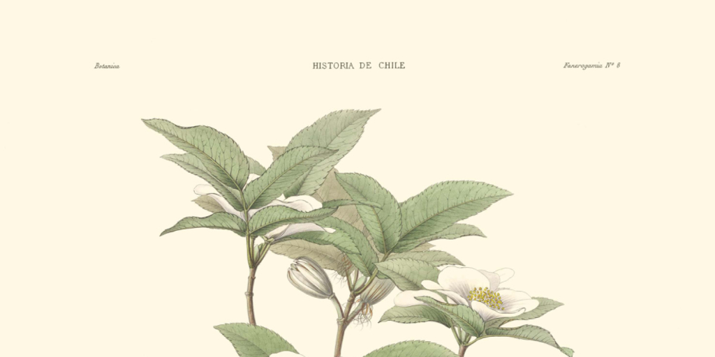 Eucryphia pinnatifolia
