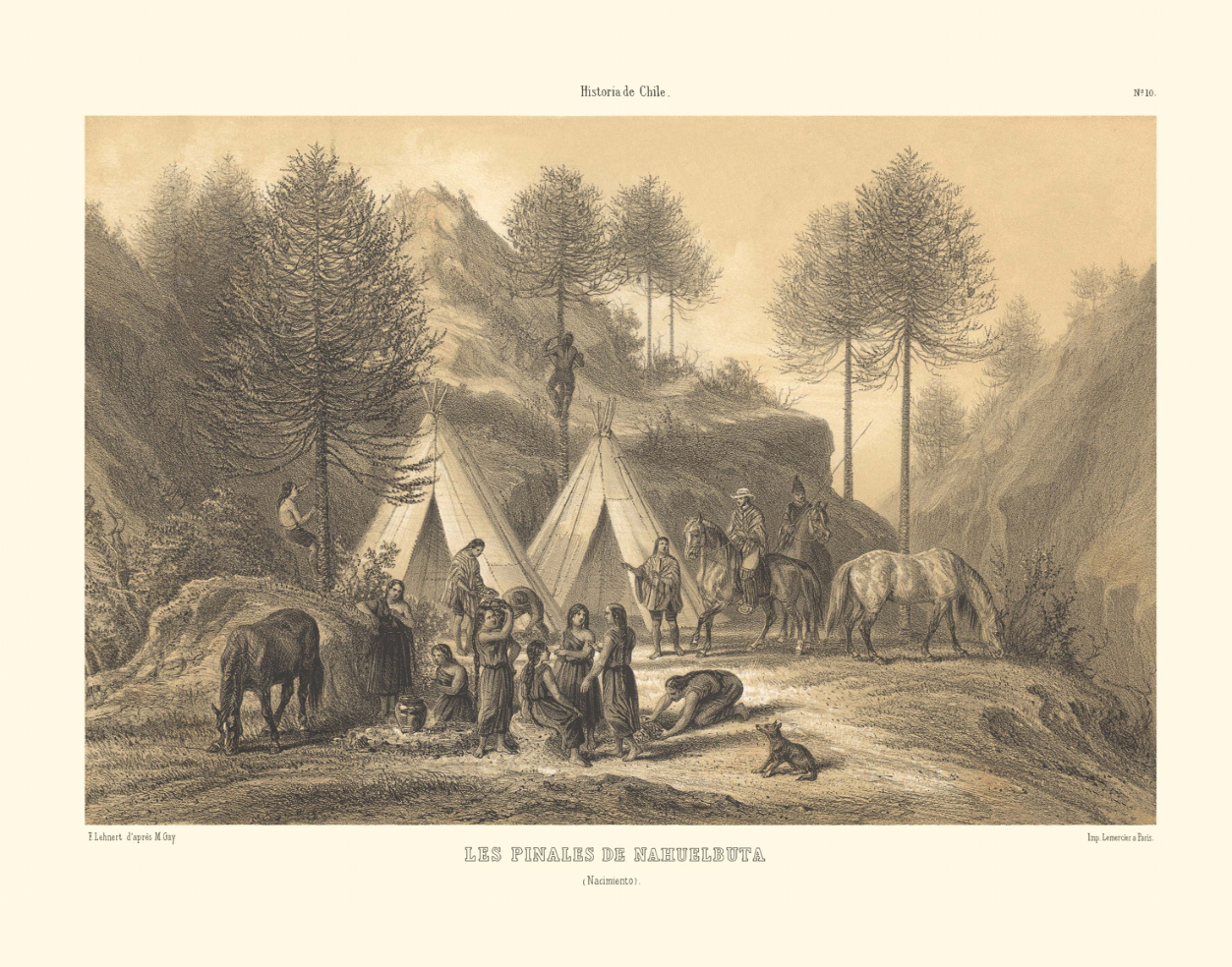 Los pinales de Nahuelbuta (Nacimiento)