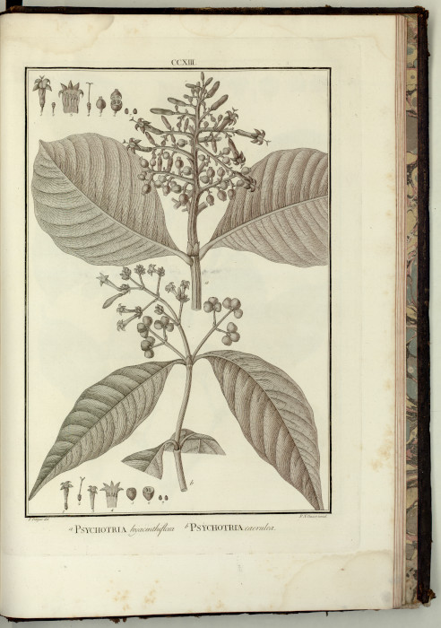 Psychotria hyacinthiflora Psychotria hyacinthiflora
